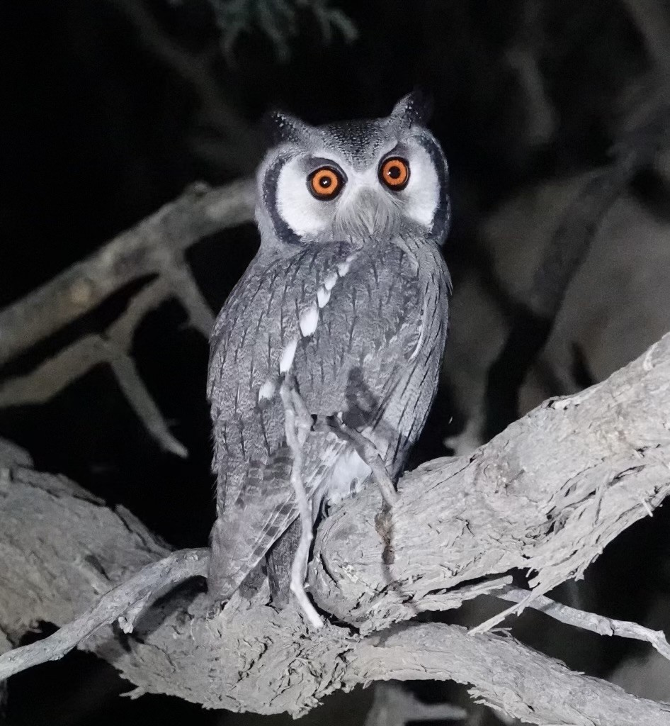 Southern White-faced Owl - ML624110548