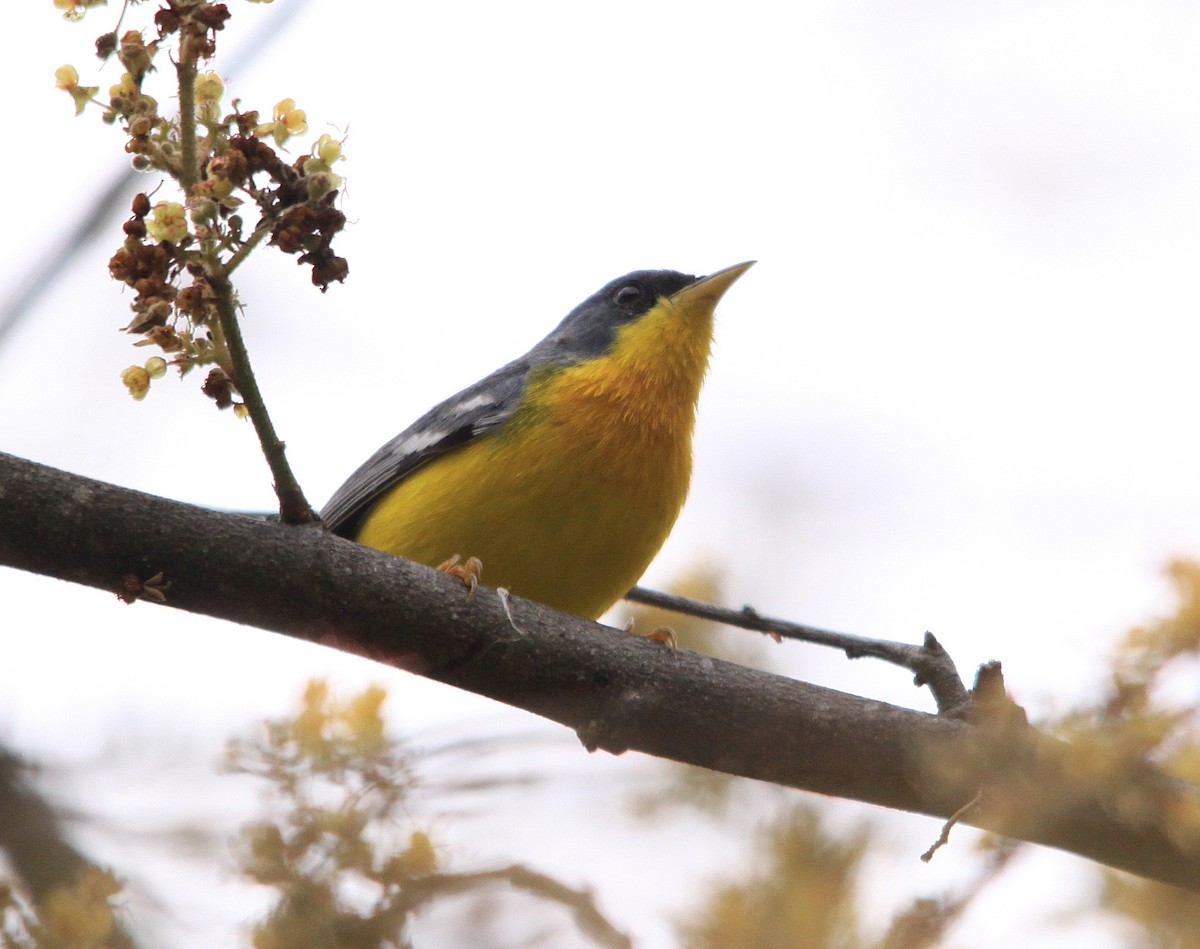 Tropical Parula - ML624110552