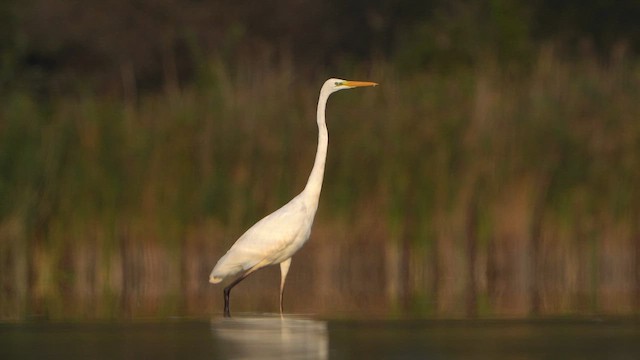 Great Egret - ML624110561