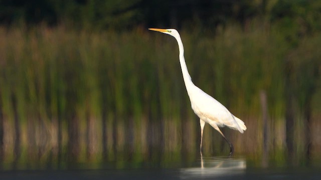 Great Egret - ML624110563