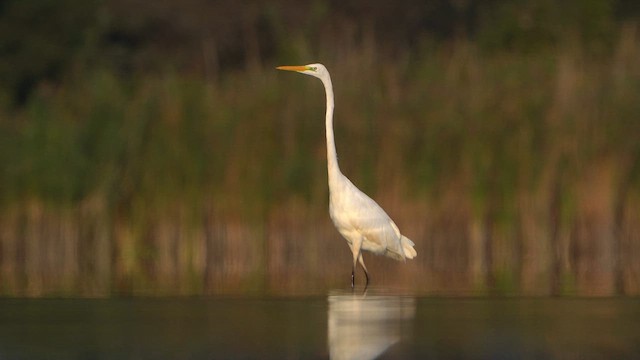 Great Egret - ML624110564