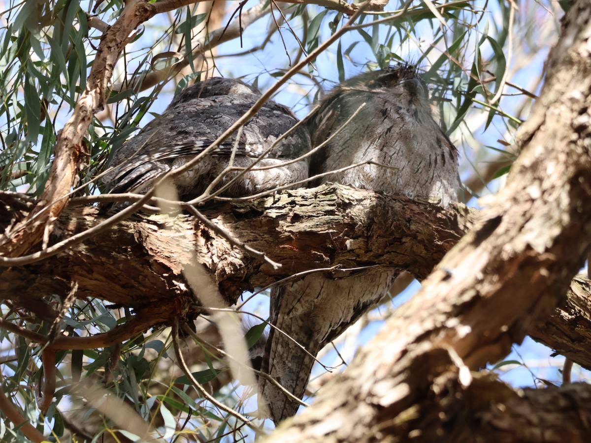 Tawny Frogmouth - ML624110631