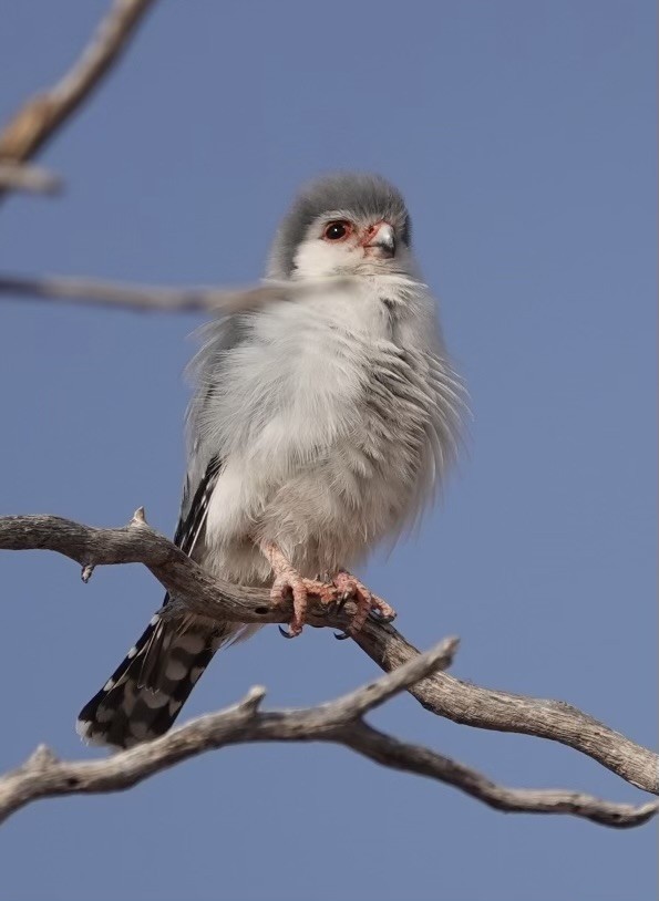 Pygmy Falcon - ML624110632