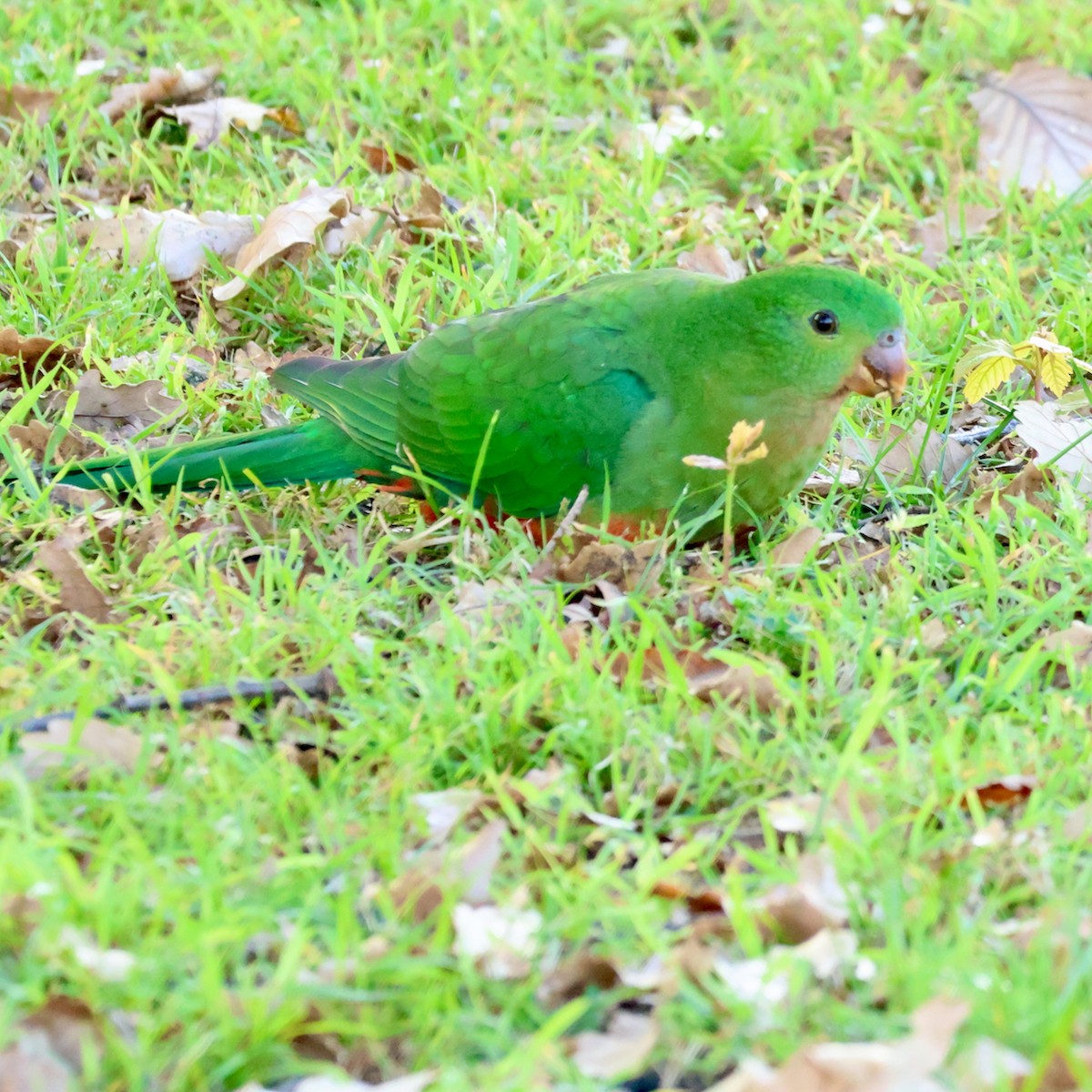 Australian King-Parrot - ML624110636