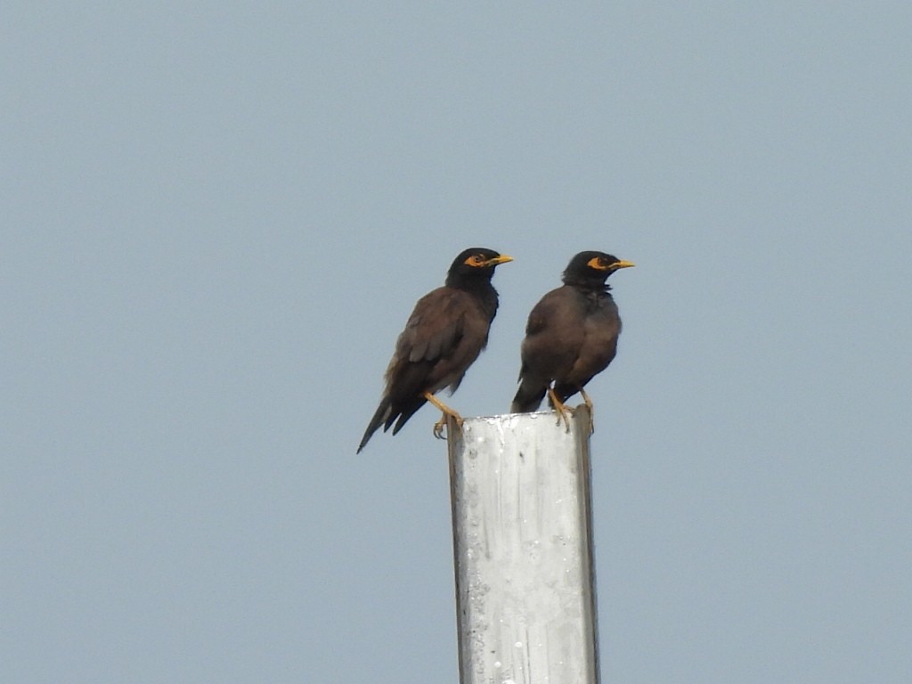 Common Myna - Shilpa Gadgil