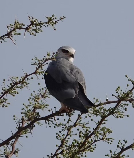 Black-winged Kite - ML624110680