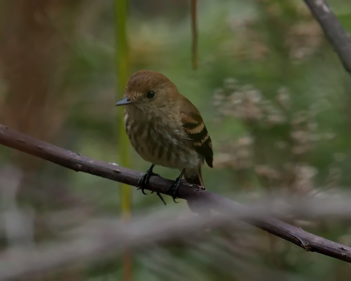 Bran-colored Flycatcher - ML624110716