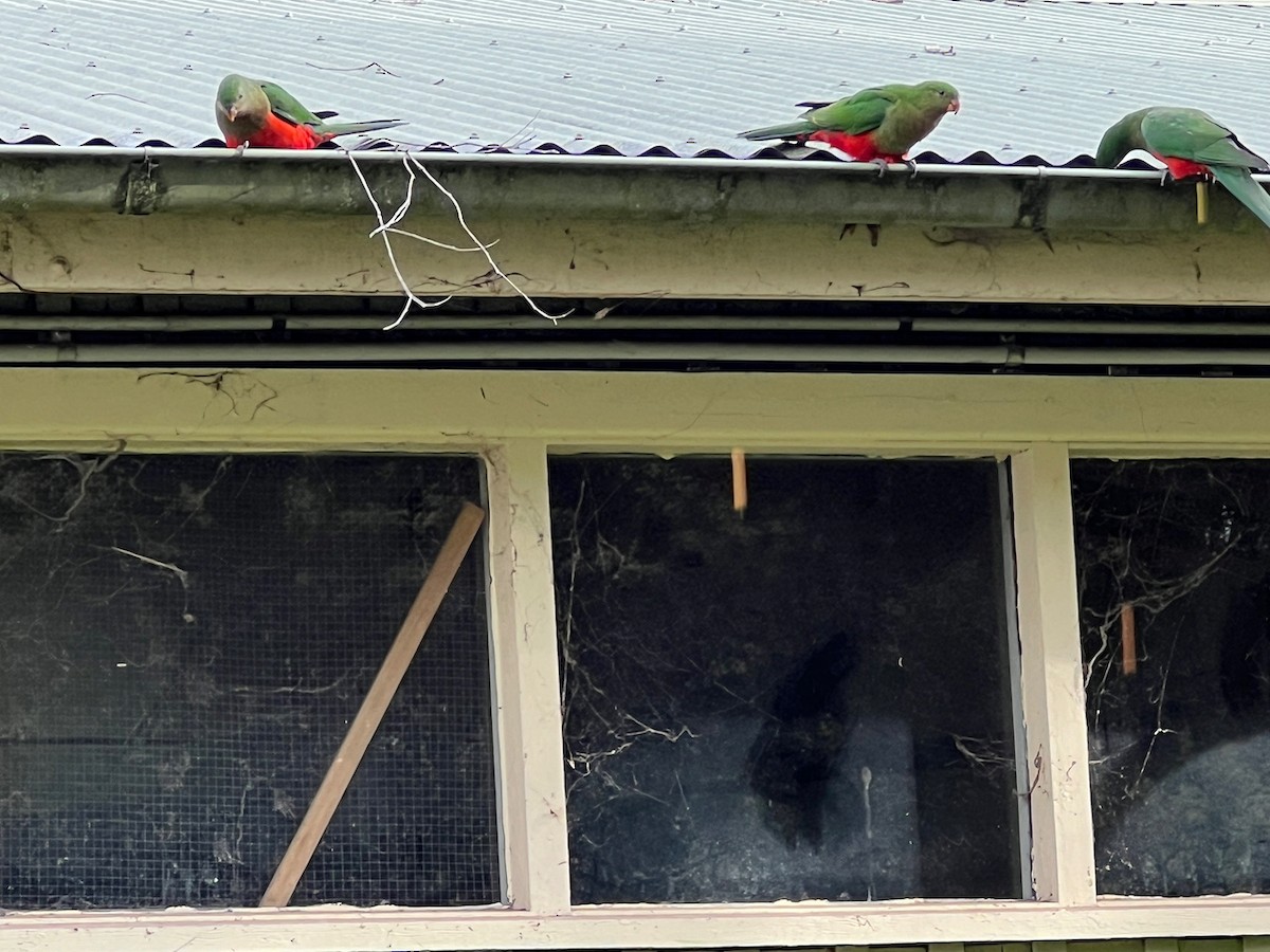 Australian King-Parrot - ML624110725