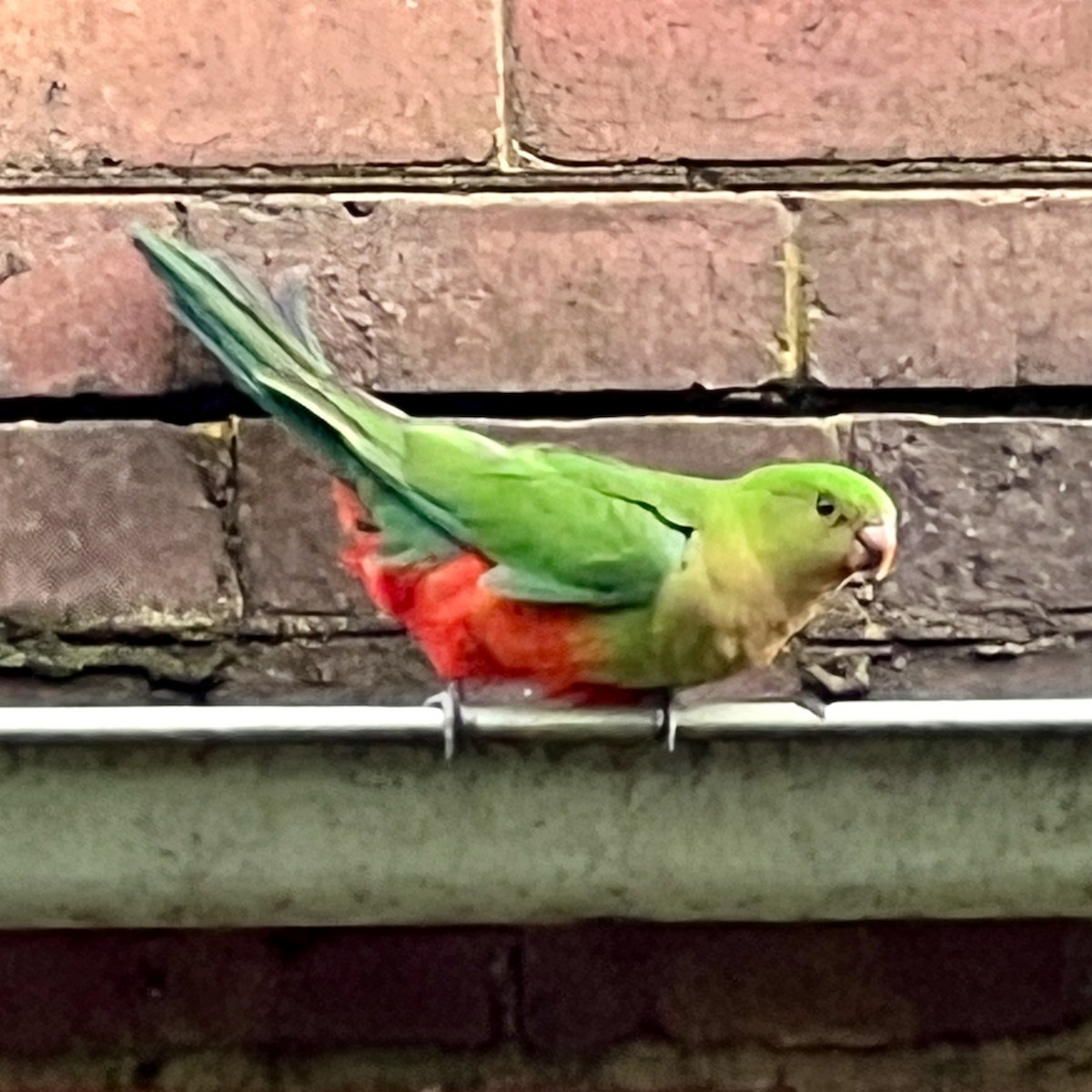 Australian King-Parrot - ML624110726