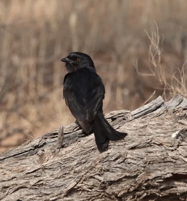 Fork-tailed Drongo - ML624110737