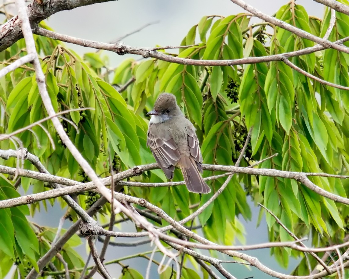 Swainson's Flycatcher - Amaury Pimenta