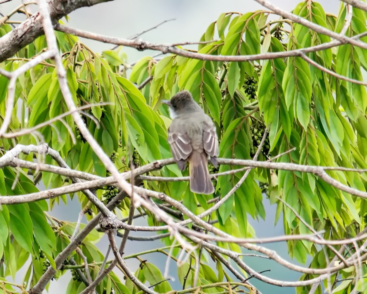 Swainson's Flycatcher - ML624110748