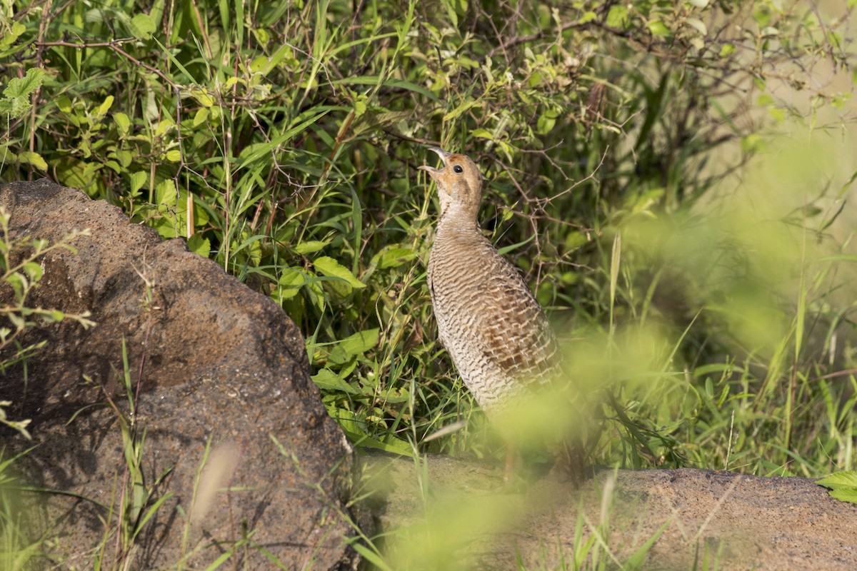 Gray Francolin - ML624110775