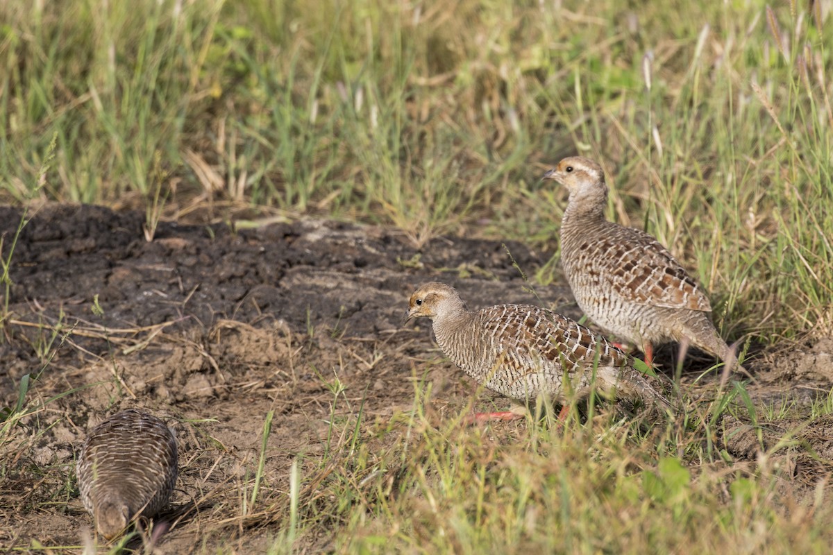 Gray Francolin - ML624110776