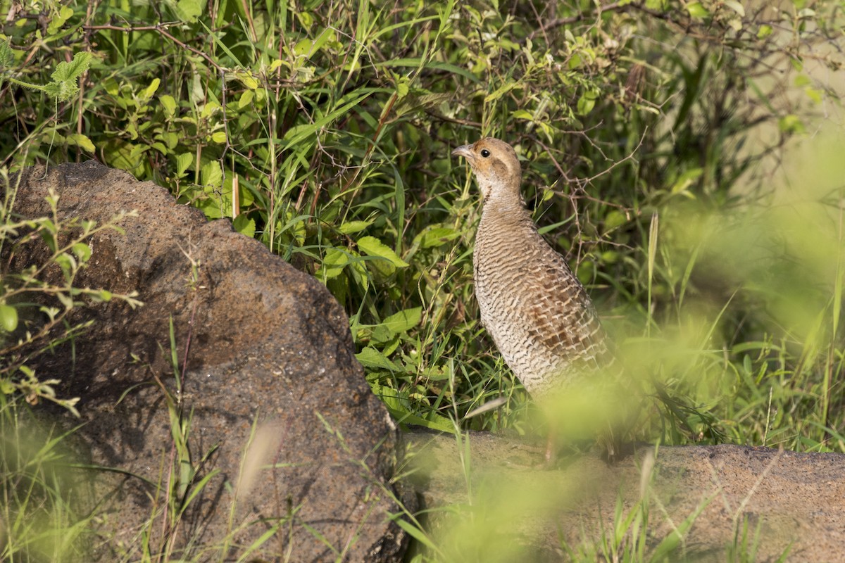 Gray Francolin - ML624110777