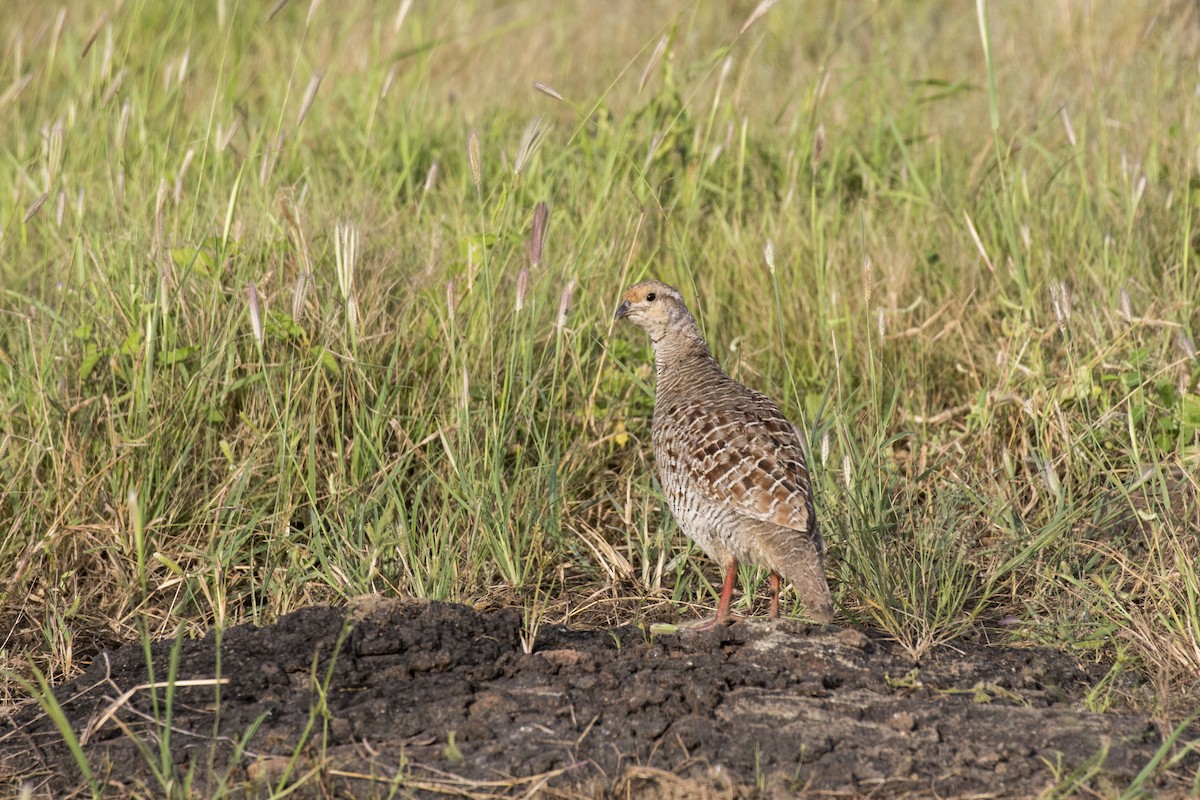 Francolín Gris - ML624110778