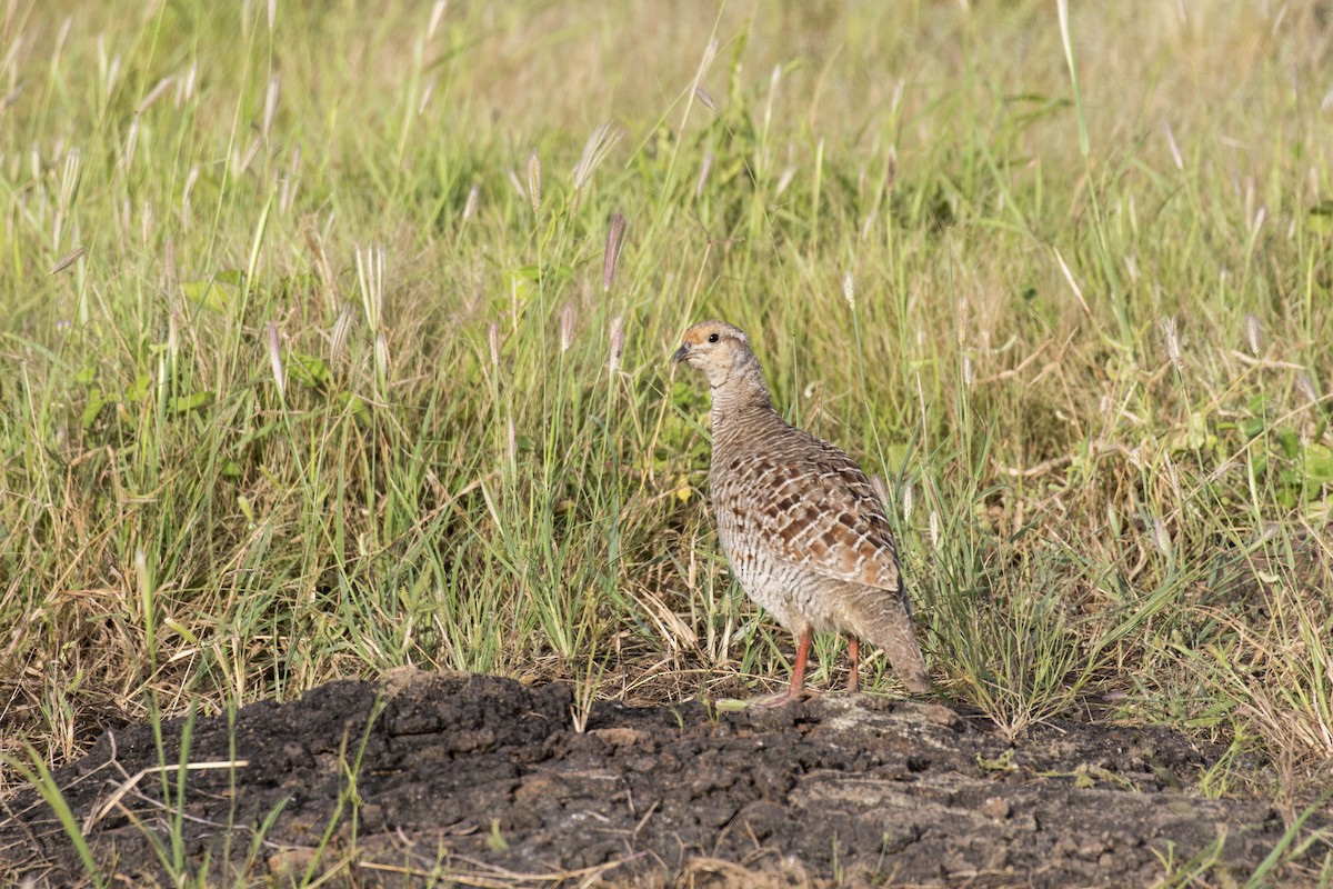 Gray Francolin - ML624110779