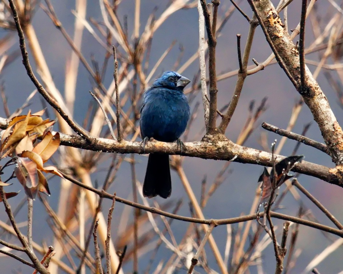 Ultramarine Grosbeak - ML624110785