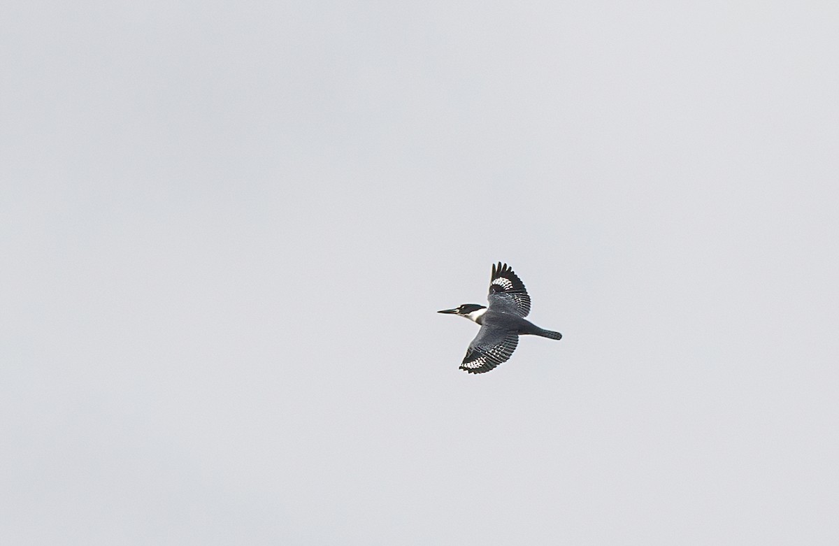 Belted Kingfisher - ML624110792