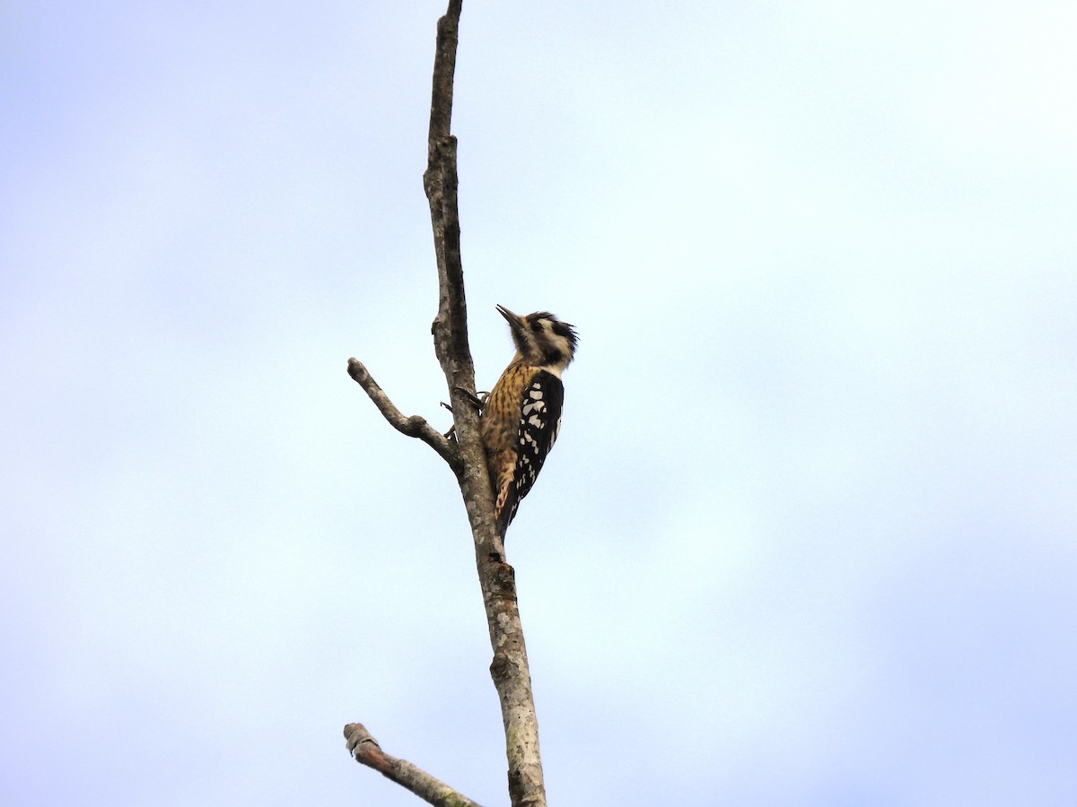 Gray-capped Pygmy Woodpecker - 聖崴 陳