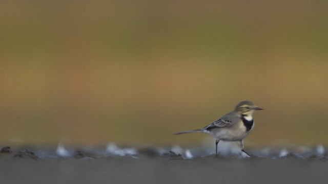 White Wagtail - ML624110819