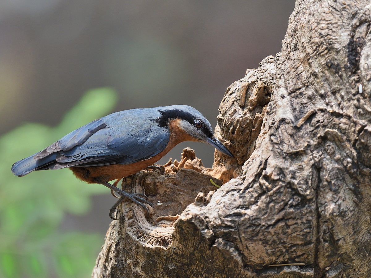 Chestnut-bellied Nuthatch - ML624110828