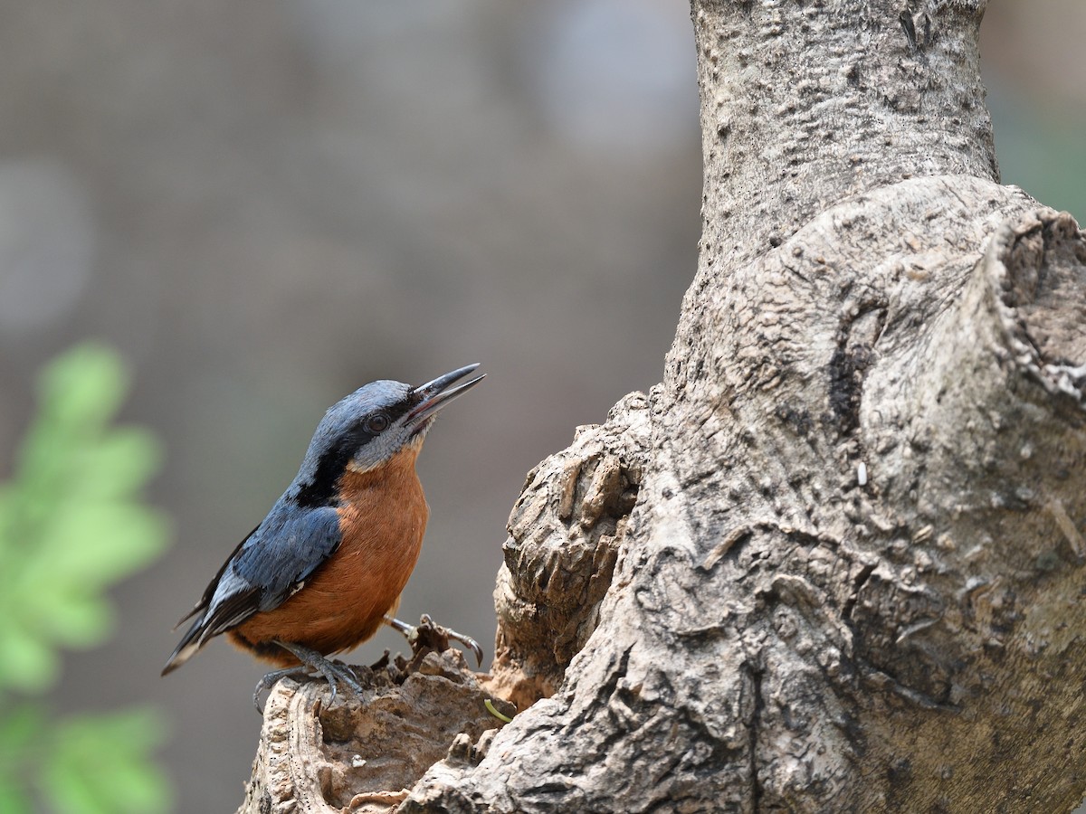 Chestnut-bellied Nuthatch - ML624110829