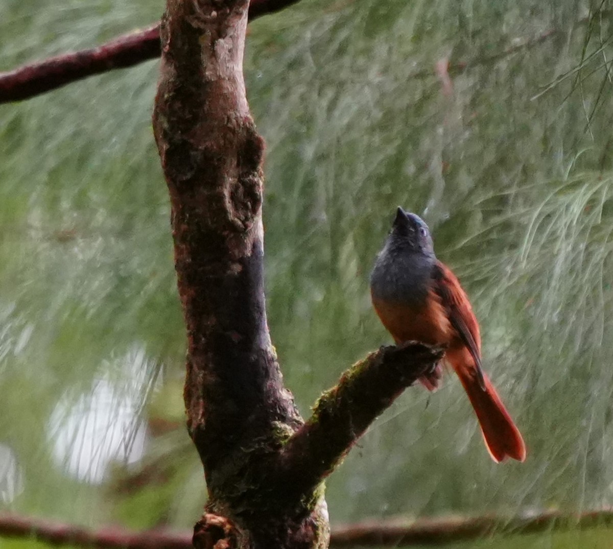 Blue-headed Fantail - ML624110836