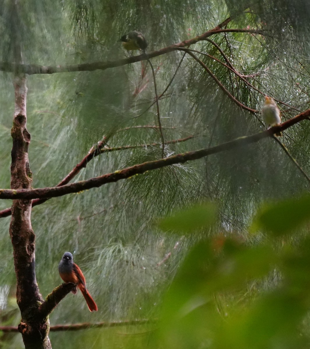 Blue-headed Fantail - ML624110837