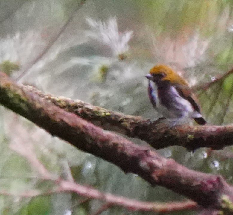 Olive-backed Flowerpecker - ML624110852