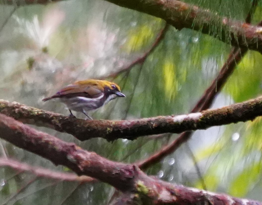 Olive-backed Flowerpecker - ML624110853