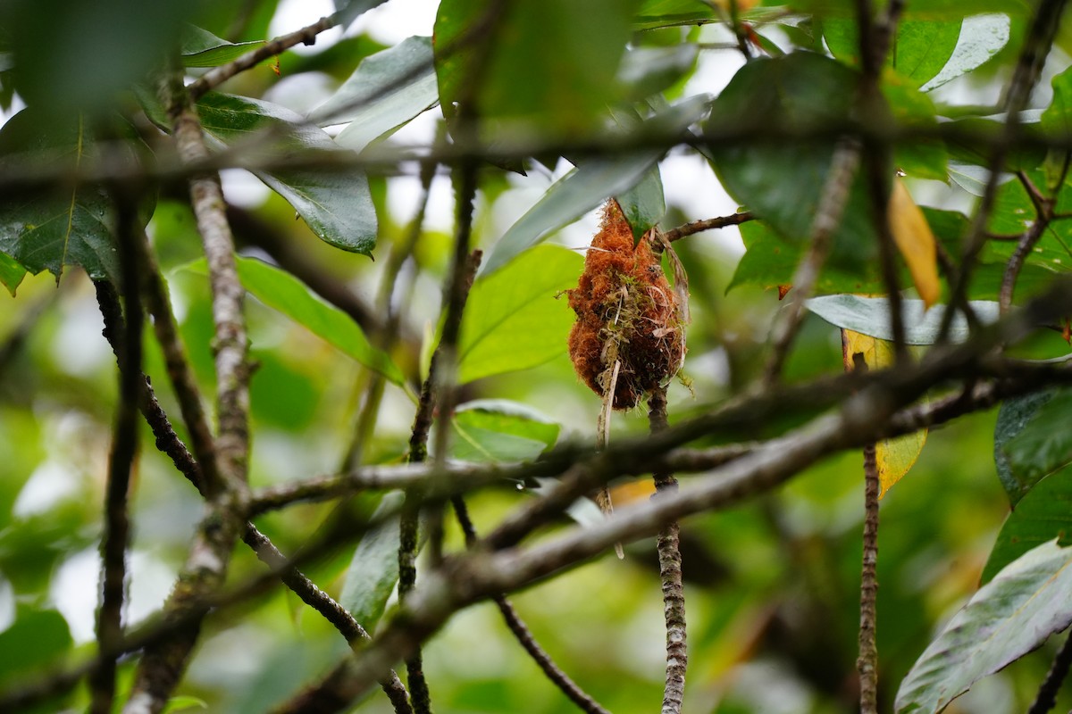 Orange-bellied Flowerpecker - ML624110854