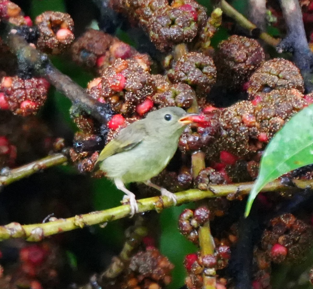 White-bellied Flowerpecker - ML624110859