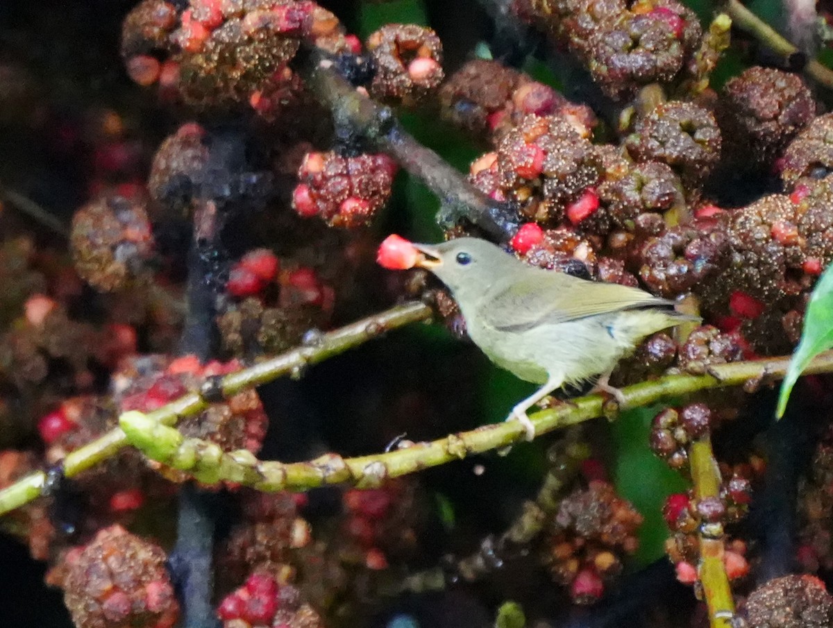 White-bellied Flowerpecker - ML624110860