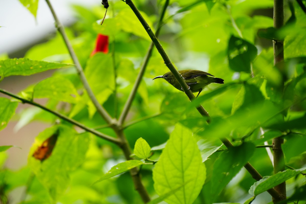 Flaming Sunbird - ML624110862