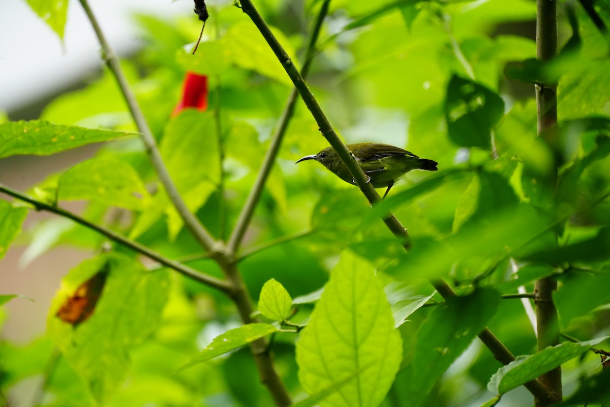 Feuerbrust-Nektarvogel - ML624110863