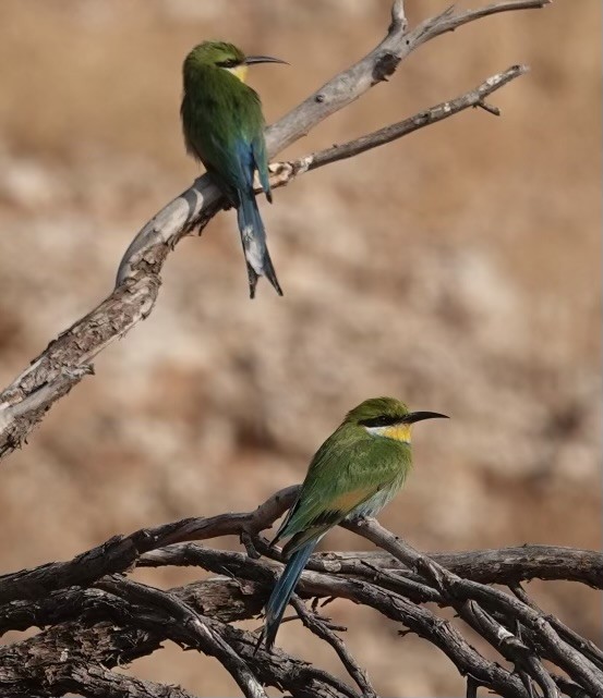 Swallow-tailed Bee-eater - ML624110865