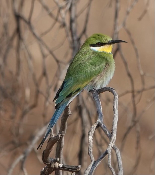 Swallow-tailed Bee-eater - ML624110866