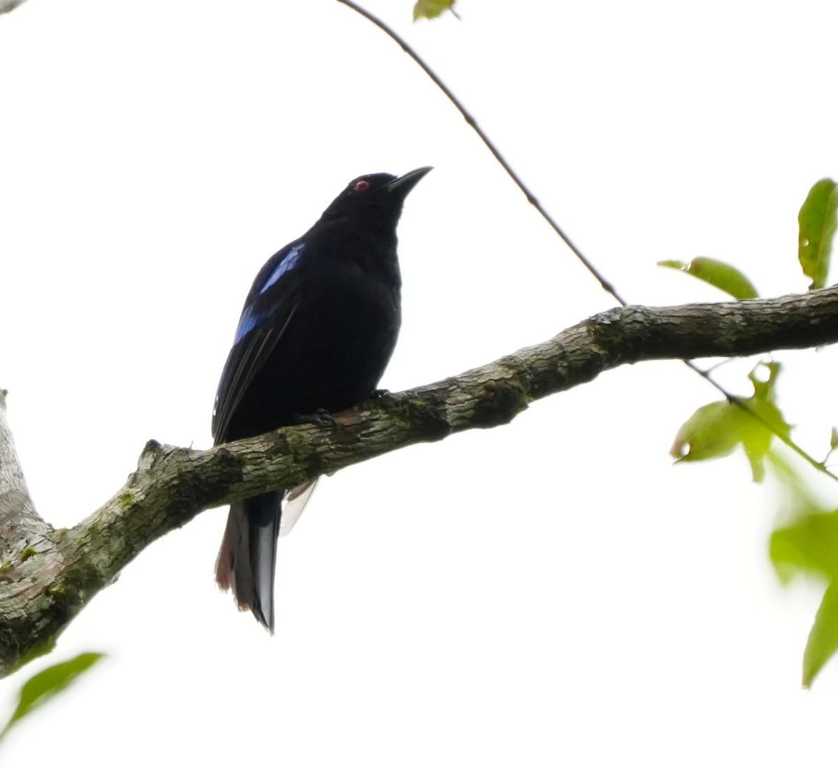 Philippine Fairy-bluebird - ML624110871