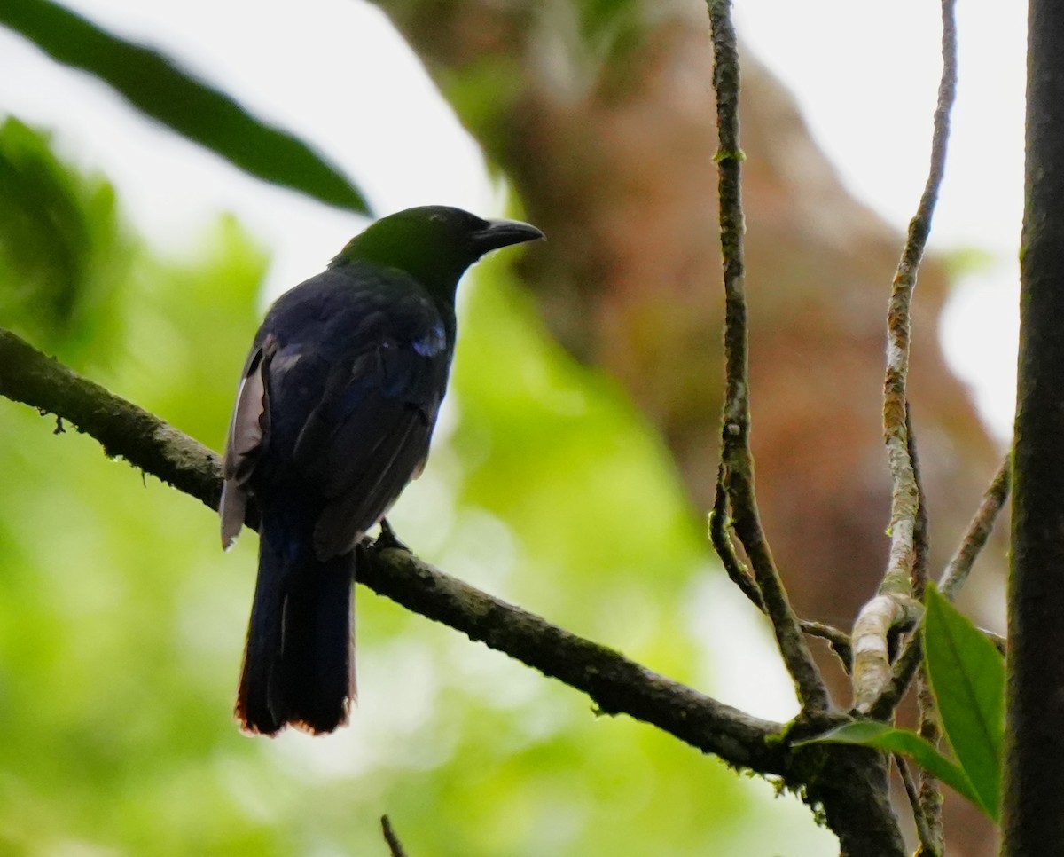 Philippine Fairy-bluebird - ML624110872