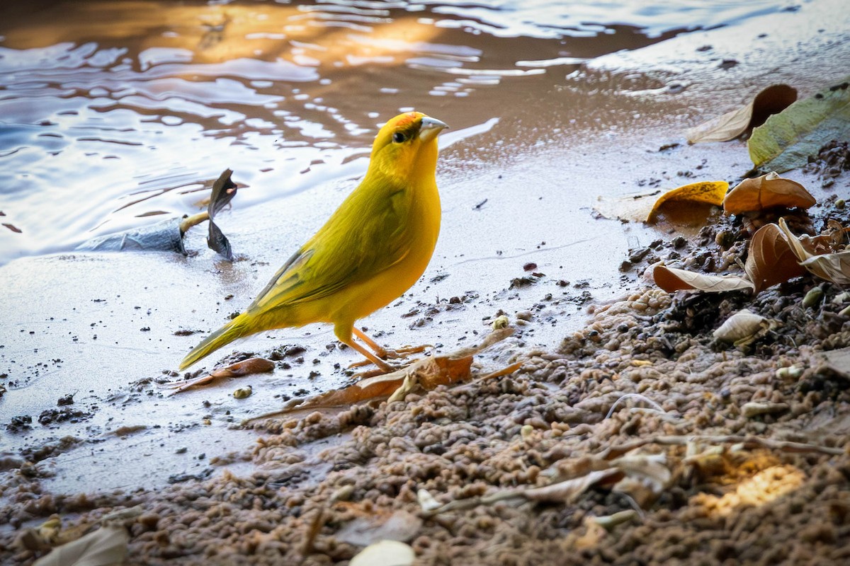 Orange-fronted Yellow-Finch - Fernando Calmon