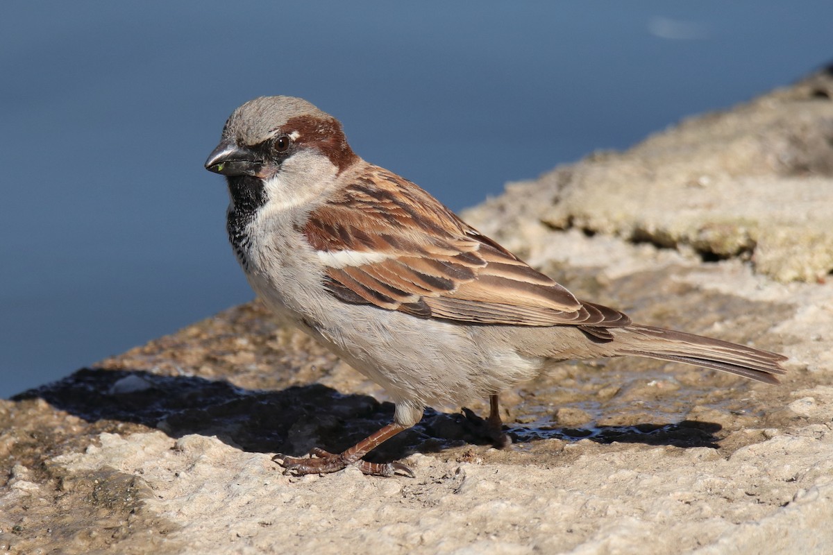 House Sparrow - Antonio Espin Fernandez