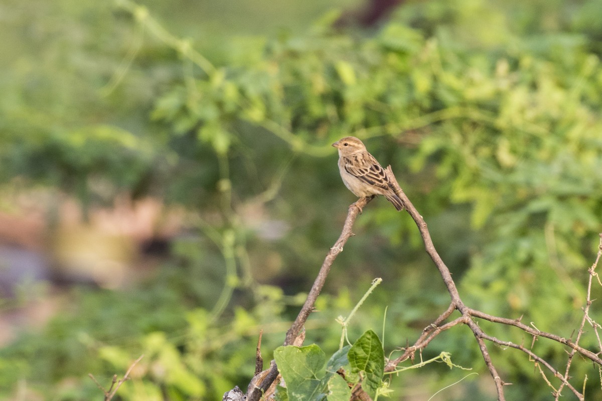 House Sparrow - ML624110920