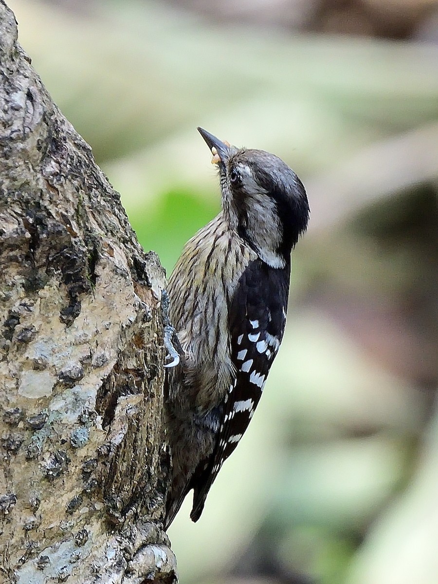 Gray-capped Pygmy Woodpecker - ML624110966