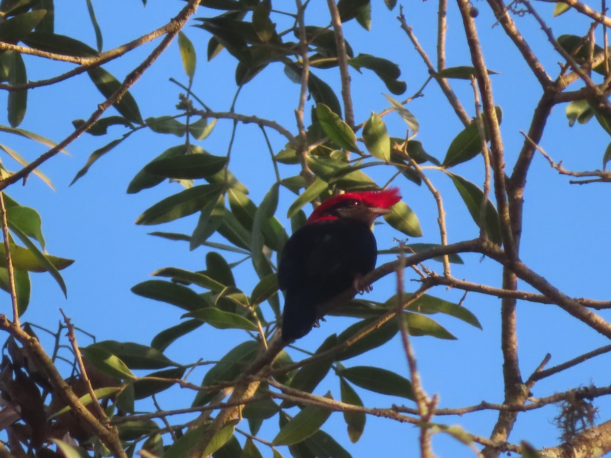 Helmeted Manakin - ML624110969