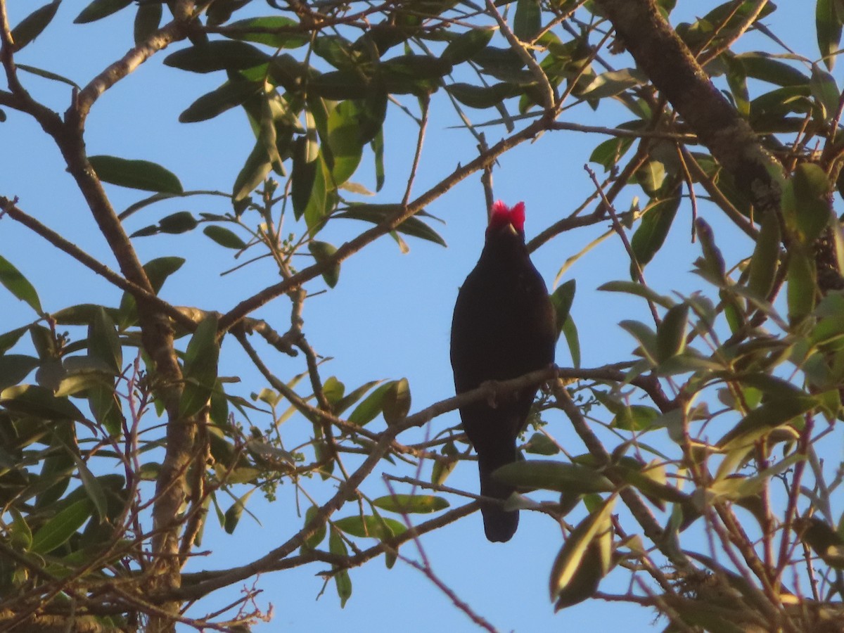 Helmeted Manakin - ML624110970