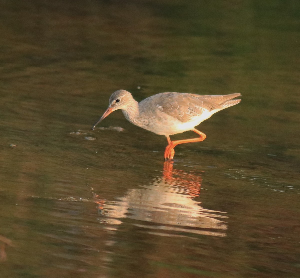 Common Redshank - Afsar Nayakkan