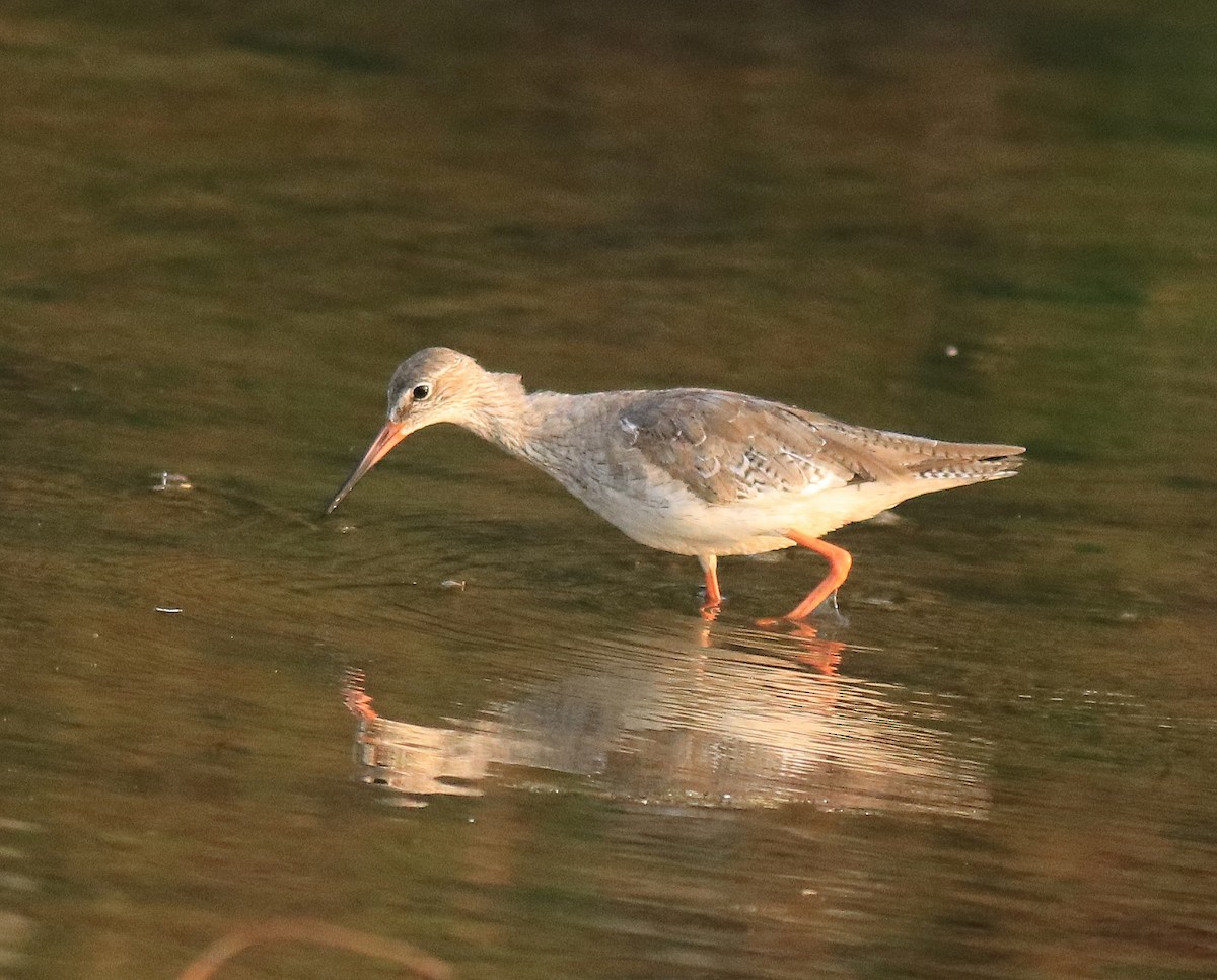 Common Redshank - ML624110975