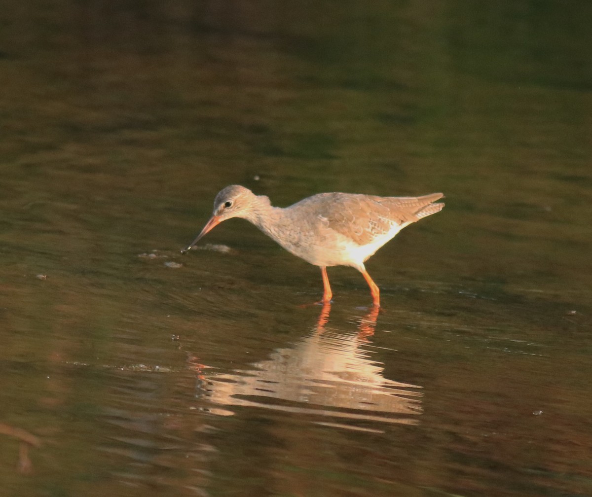 Common Redshank - Afsar Nayakkan