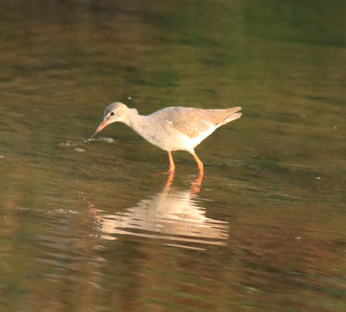 Common Redshank - ML624110977